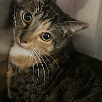 Thumbnail photo of Addie #1