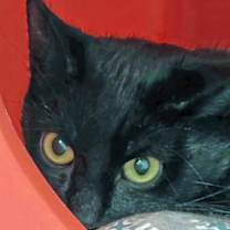 Thumbnail photo of Owl #1