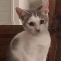 Thumbnail photo of John Wick #1