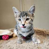 Thumbnail photo of Sandy Cheeks #3