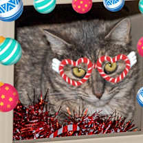 Thumbnail photo of Flamingo #1