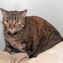 Thumbnail photo of Lyra #2