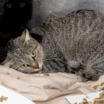 Thumbnail photo of Buffy #2