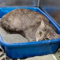 Thumbnail photo of Flamingo #3