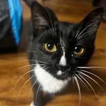 Thumbnail photo of Squeegee #1