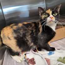 Thumbnail photo of Cece #2