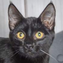 Thumbnail photo of Lennon #1