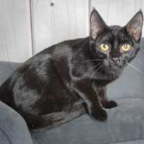 Thumbnail photo of Lennon #2