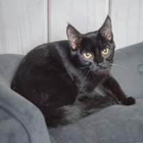 Thumbnail photo of Lennon #3