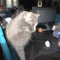 Thumbnail photo of CALILY #3