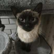 Thumbnail photo of Kai #1