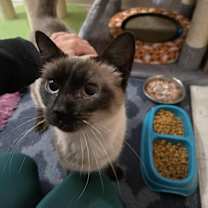 Thumbnail photo of Kai #2