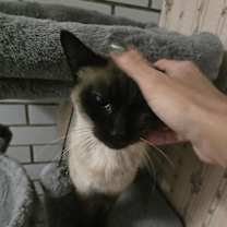 Thumbnail photo of Kai #3