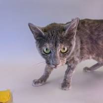 Thumbnail photo of Raelynn #1