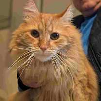 Thumbnail photo of Joe #2