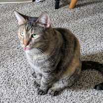 Thumbnail photo of Caramel #3