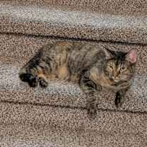 Thumbnail photo of Caramel #4