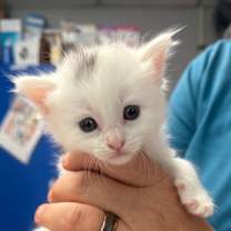 Thumbnail photo of Junior #2