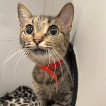 Thumbnail photo of Tia #2