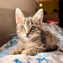 Thumbnail photo of Jingle #4