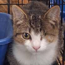 Thumbnail photo of Van Gough #1