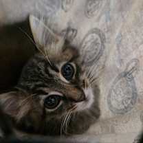 Thumbnail photo of Piccadilly #1