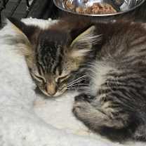 Thumbnail photo of Piccadilly #4