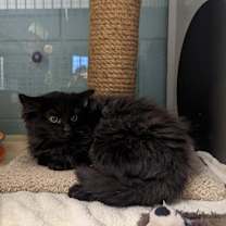 Thumbnail photo of Jalli #2