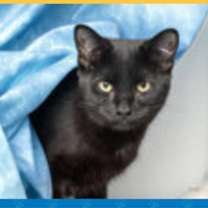 Thumbnail photo of Binx #1