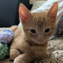 Thumbnail photo of Cobble and Jo bonded siblings #2