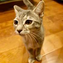 Thumbnail photo of Callie #3