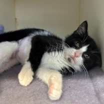 Thumbnail photo of Diamond City #3