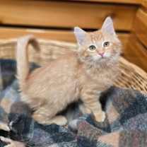 Thumbnail photo of Bashful #2