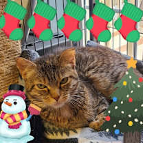 Thumbnail photo of Mirabella #1