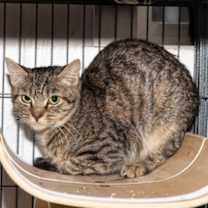 Thumbnail photo of Mirabella #2