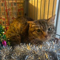 Thumbnail photo of Mirabella #3