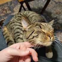 Thumbnail photo of Tostito #1