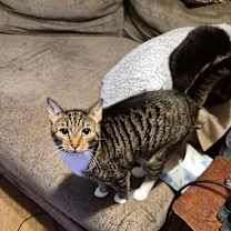 Thumbnail photo of Tostito #4