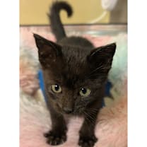 Thumbnail photo of Krampus 31 #2