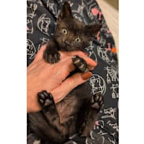 Thumbnail photo of Krampus 31 #3