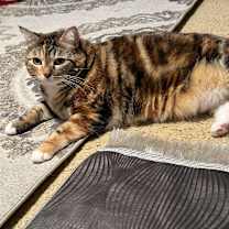 Thumbnail photo of Mirah #1