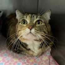 Thumbnail photo of Mirah #2