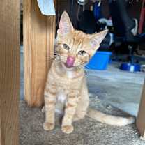 Thumbnail photo of Macaroni #4