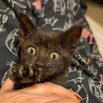 Thumbnail photo of Krampus 31 #4