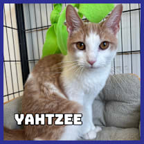 Thumbnail photo of Yahtzee #1