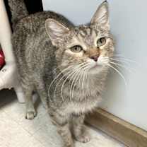 Thumbnail photo of Merion #3