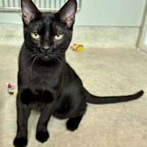 Thumbnail photo of Binks #2