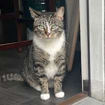 Thumbnail photo of zz 'Sebastian (Sebby)' courtesy listing #1