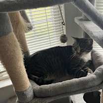 Thumbnail photo of zz 'Sebastian (Sebby)' courtesy listing #3