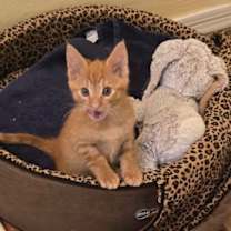 Thumbnail photo of Ty - BONDED with Joe - 21 Pilots Litter #3